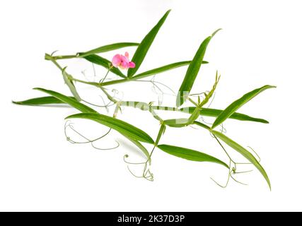 Lathyrus sylvestris, le pois plat ou le pois à feuilles étroites. Isolé sur fond blanc Banque D'Images