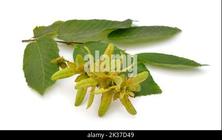Carpinus betulus, le charme européen ou commun. Isolé sur fond blanc Banque D'Images