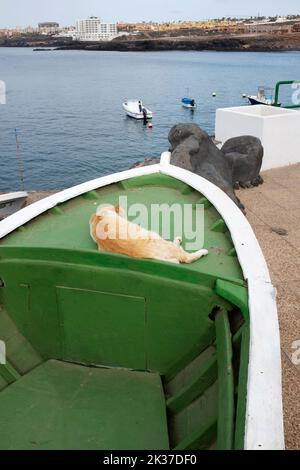 Un chat dormant sur un bateau, Los Abrigos, Ténérife, îles Canaries Banque D'Images