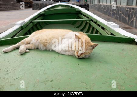 Un chat dormant sur un bateau, Los Abrigos, Ténérife, îles Canaries Banque D'Images