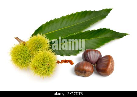 Castanea sativa, châtaignier ou des fruits. Isolé sur fond blanc. Banque D'Images