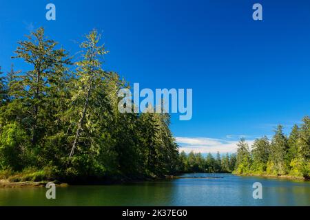 Blue Slough, réserve naturelle de la plaine de pompage de la rivière Chehalis, Washington Banque D'Images