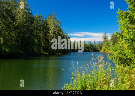 Blue Slough, réserve naturelle de la plaine de pompage de la rivière Chehalis, Washington Banque D'Images