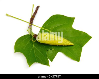 Liriodendron tulipifera connu sous le nom de tulipe, tulipe américaine, tulipwood, tuliptree. Isolé sur fond blanc Banque D'Images