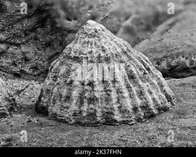 Gros plan monochrome de Common Limpet Patella vulgata sur les rochers de la côte du Somerset au Royaume-Uni Banque D'Images