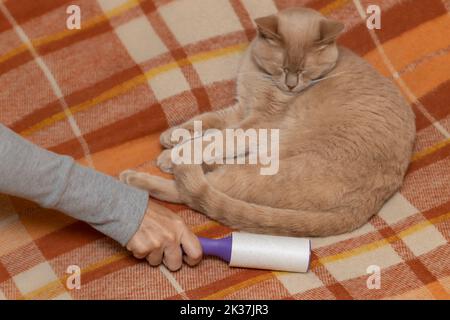 l'homme nettoie une couverture des cheveux de chat. nettoyage des cheveux d'animal. soin de chat Banque D'Images