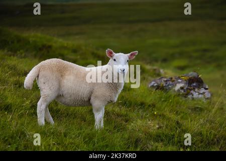 Image d'un jeune agneau posant pour la caméra sur l'île de Skye dans les Highlands écossais, Royaume-Uni. Banque D'Images