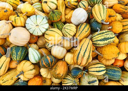 Vue de dessus de m différentes gourdes ornementales et citrouilles Banque D'Images