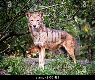 Un magnifique loup rouge se tenant à l'attention au zoo de point Defiance Banque D'Images