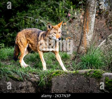 Un magnifique loup rouge sur le point de bondir au zoo de point Defiance Banque D'Images