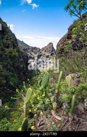 Une photo verticale de belles plantes Cacti sur une colline dans la nature Banque D'Images