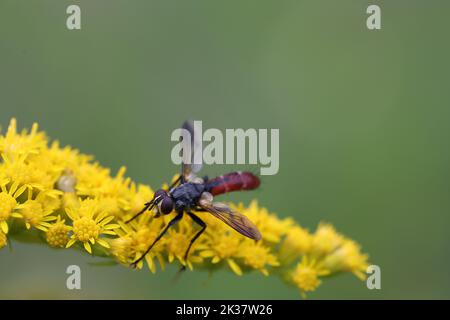 cylindromia mouche assise sur une fleur de verge Banque D'Images