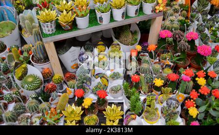 Moscou, Russie, novembre 2019 : un grand nombre de cactus succulents peints en or et en rouge dans des pots de fleurs. Vente dans un fleuriste. Banque D'Images