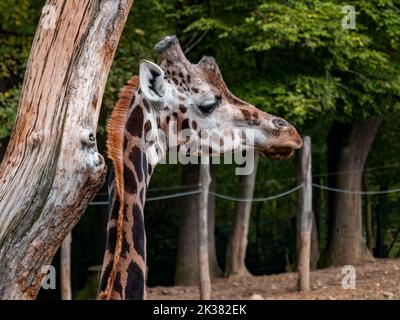 Girafe et sa tête regardant au loin dans le zoo. Banque D'Images