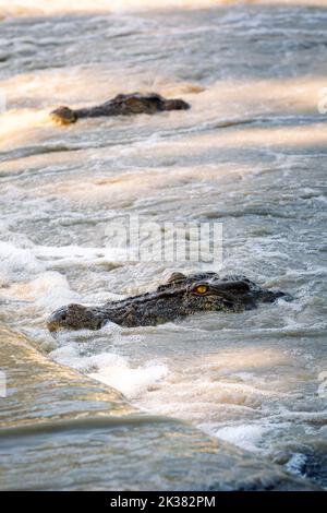 Crocodiles sauvages en attente de poissons à la traversée des cahills dans le territoire du Nord, Australie Banque D'Images