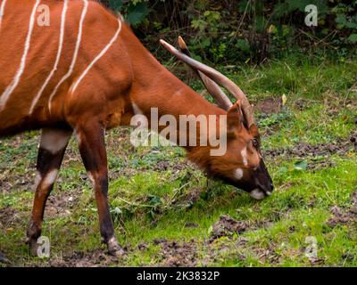 Sitatunga pature sur l'herbe verte dans le zoo. Banque D'Images