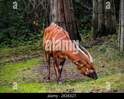 Sitatunga pature sur l'herbe verte dans le zoo. Banque D'Images