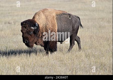 Bison américain dans le parc national des Badlands, Dakota du Sud Banque D'Images