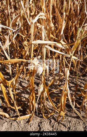 Gros plan sur les plants de maïs flétrisé, aridité en Allemagne Banque D'Images