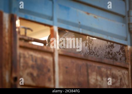 Le taureau dans un train de bétail sur une station de bétail éloignée dans le territoire du Nord en Australie au lever du soleil. Banque D'Images