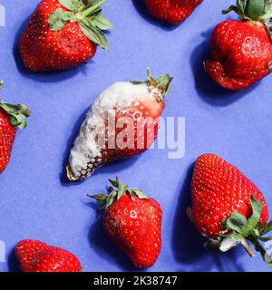 pourrir les fraises sur fond bleu.problème de faim dans le monde. copier l'espace. surconsommation, concept de gaspillage alimentaire. nourriture gâchée, dangereuse. Banque D'Images