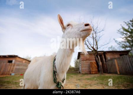 Chèvre sur une ferme rurale de près. Une chèvre blanc drôle intéressé sans corne sort de derrière une clôture en bois. Le concept de l'agriculture et de l'animal hu Banque D'Images