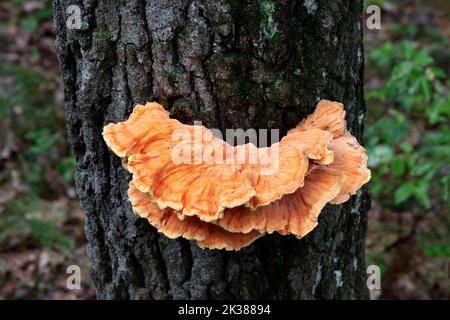 Champignons de poulet des bois (Laetiporus sulfureus), poussant sur le tronc d'arbre mort, forêt, E USA, par James D Coppinger/Dembinsky photo Assoc Banque D'Images