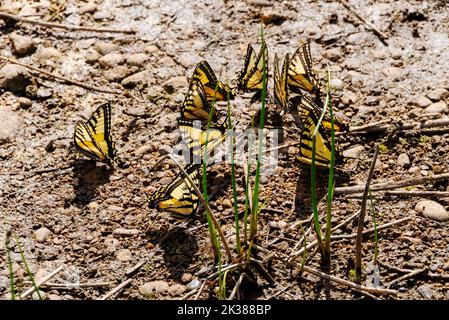 Monarch Butterflies; Parc régional Andy Bailey; secteur de gestion Muska-Kechika; au sud de fort Nelson; Colombie-Britannique; Canada Banque D'Images