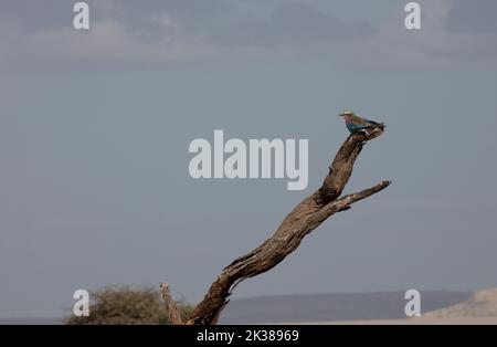 Rouleau lilas (Coracias caudatus), perché sur un arbre mort, N. Kenya, E. Africa, par Dembinsky photo Assoc Banque D'Images