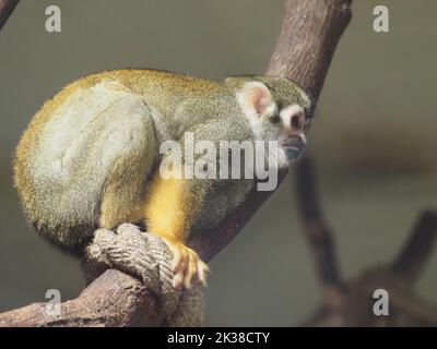 Vienne, Autriche. 29th août 2022. Singe écureuil commun vu au zoo de Vienne Schönbrunn. Le zoo de Schönbrunn (en allemand : Tiergarten Schönbrunn) est un zoo situé sur le territoire du palais et parc de Schönbrunn, à la périphérie de Vienne. Fondé en 1752, c'est le plus ancien zoo d'Europe. Plus de 8500 animaux (environ 700 espèces) vivent ici aujourd'hui. Plus de 2 millions de personnes visitent le zoo chaque année. (Photo par Igor Golovniov/SOPA Images/Sipa USA) crédit: SIPA USA/Alay Live News Banque D'Images