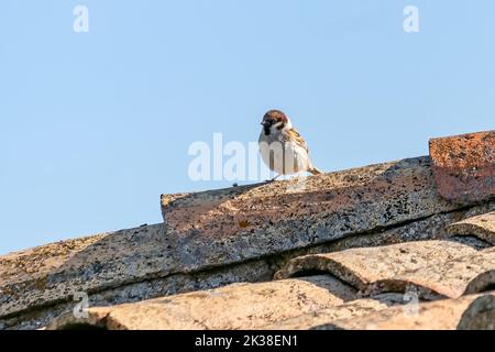 Le sparrow d'arbre eurasien mâle (Passer montanus) dans le toit d'une maison rustique, est un oiseau de passerine dans la famille des sparrow avec une riche couronne de châtaigniers et n Banque D'Images