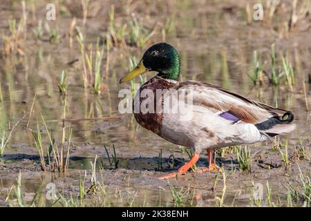 Un canard mâle ou sauvage (Anas platyrhynchos) marchant dans des terres humides Banque D'Images