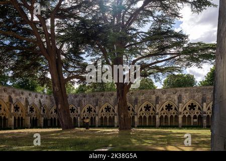 Deux cèdres géants dans le cloître de la cathédrale de Salisbury, le plus grand d'Angleterre, le Wiltshire, en Angleterre Banque D'Images