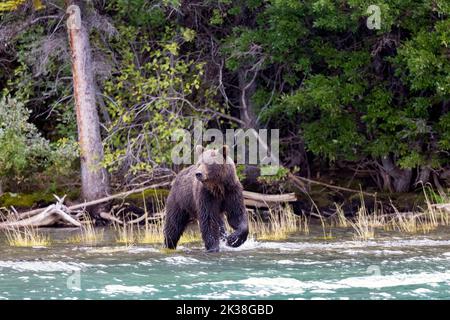 Le grizzli entre dans la rivière Banque D'Images