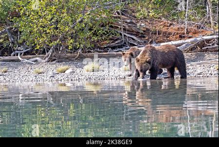 ÉT et cub grizzlis Banque D'Images
