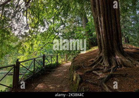 Arbres majestueux d'un côté et petit lac de l'autre longeant un sentier naturel dans le parc de la Villa Royale à Monza, Italie Banque D'Images