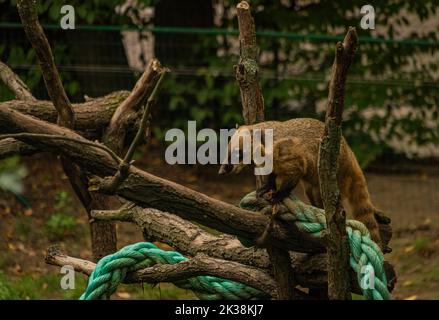 Nasua nasua animal avec des feuilles vertes en été sec jour Banque D'Images