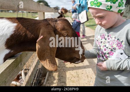 Une petite fille qui s'amuse à nourrir un mouton de race rare avec des granulés de nourriture à Adams Farm, Cotswold Farm Park, Gloucestershire, Royaume-Uni Banque D'Images