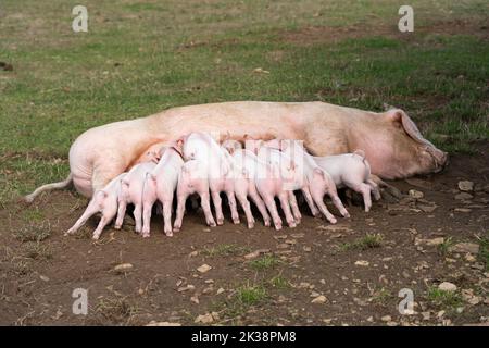 Les porcelets se nourrissant de truies sur le sentier des races rares à Adams Farm, Cotswold Farm Park, Gloucestershire, Royaume-Uni Banque D'Images