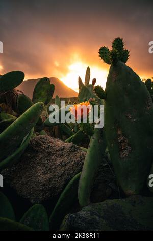 Un gros plan vertical du coucher de soleil sur les grands catactises verts qui poussent dans un champ Banque D'Images