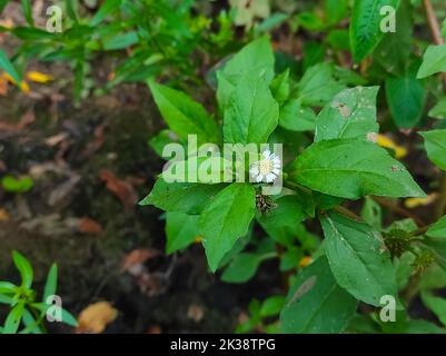 Un beau gros plan de Bhringaraj Faux Daisy Kesharaj médecine ayurvédique plante de fleur Banque D'Images