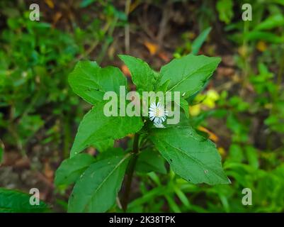 Un beau gros plan de Bhringaraj Faux Daisy Kesharaj médecine ayurvédique plante de fleur Banque D'Images