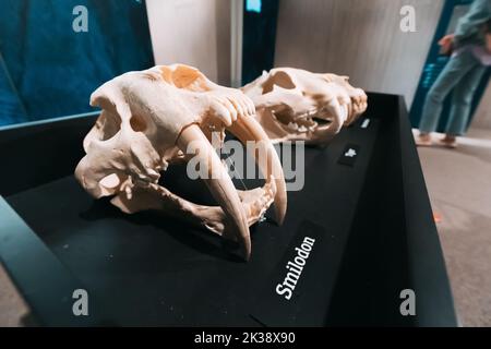 22 juillet 2022, Düsseldorf, Allemagne : mâchoires et crâne d'un prédateur préhistorique effrayant. concept de tigre et de smilodon à dents de sabre Banque D'Images