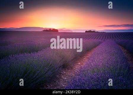 Coucher de soleil orange sur le champ de lavande sur le plateau de Valensole Banque D'Images