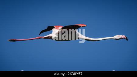 Vue latérale d'un flamant rose volant Banque D'Images