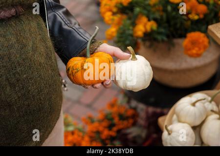 Femme tenant main paire de petits citrouilles sur un marché de rue en automne. Légumes d'automne de saison aux couleurs orange et blanche Banque D'Images