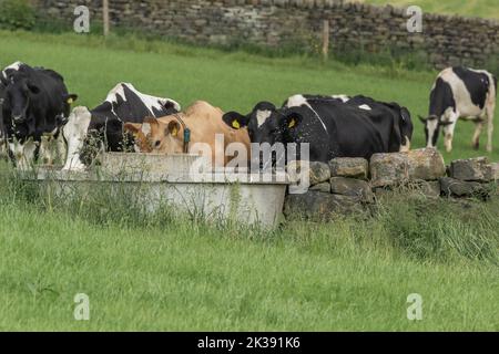 Une seule vache en jersey avec plusieurs vaches frisonnes buvant dans un bac à eau de Baildon, dans le Yorkshire. Banque D'Images