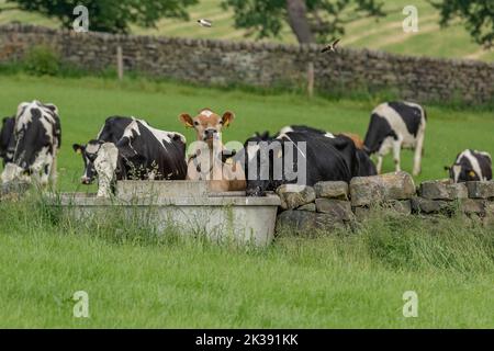 Une seule vache en jersey avec plusieurs vaches frisonnes buvant dans un bac à eau de Baildon, dans le Yorkshire. Banque D'Images