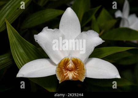 Fleur géante d'orchidée blanche sobralia Banque D'Images