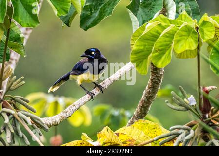 Oiseau de geai à chonté noir - Cyanocorax affinis - image perchée prise au Panama Banque D'Images